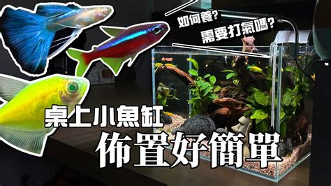 養魚|養魚新手入門：水族箱設缸完全教學！